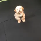 Business 37 image K-9 CABIN Pets & Animals in Manchester Gr