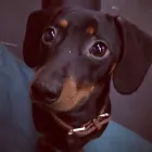 Business 38 image K-9 CABIN Pets & Animals in Manchester Gr