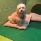 Business 40 image K-9 CABIN Pets & Animals in Manchester Gr