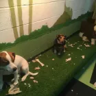 Business 41 image K-9 CABIN Pets & Animals in Manchester Gr