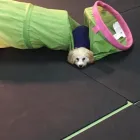 Business 42 image K-9 CABIN Pets & Animals in Manchester Gr