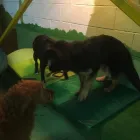 Business 48 image K-9 CABIN Pets & Animals in Manchester Gr