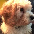 Business 50 image K-9 CABIN Pets & Animals in Manchester Gr