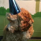 Business 52 image K-9 CABIN Pets & Animals in Manchester Gr