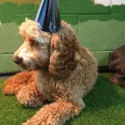 Business 54 image K-9 CABIN Pets & Animals in Manchester Gr