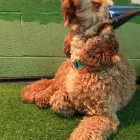 Business 55 image K-9 CABIN Pets & Animals in Manchester Gr