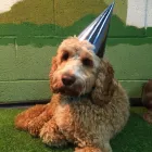 Business 57 image K-9 CABIN Pets & Animals in Manchester Gr