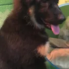 Business 58 image K-9 CABIN Pets & Animals in Manchester Gr