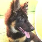 Business 60 image K-9 CABIN Pets & Animals in Manchester Gr