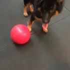 Business 61 image K-9 CABIN Pets & Animals in Manchester Gr