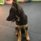 Business 66 image K-9 CABIN Pets & Animals in Manchester Gr