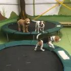 Business 69 image K-9 CABIN Pets & Animals in Manchester Gr