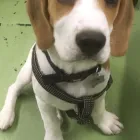 Business 72 image K-9 CABIN Pets & Animals in Manchester Gr