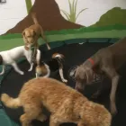 Business 75 image K-9 CABIN Pets & Animals in Manchester Gr