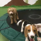 Business 77 image K-9 CABIN Pets & Animals in Manchester Gr