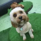 Business 79 image K-9 CABIN Pets & Animals in Manchester Gr