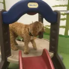 Business 80 image K-9 CABIN Pets & Animals in Manchester Gr