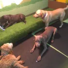 Business 83 image K-9 CABIN Pets & Animals in Manchester Gr