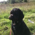 Business 86 image K-9 CABIN Pets & Animals in Manchester Gr