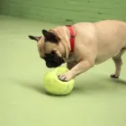 Business 89 image K-9 CABIN Pets & Animals in Manchester Gr