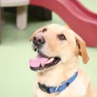 Business 92 image K-9 CABIN Pets & Animals in Manchester Gr