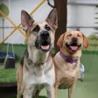 Business 94 image K-9 CABIN Pets & Animals in Manchester Gr