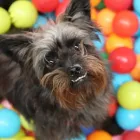 Business 96 image K-9 CABIN Pets & Animals in Manchester Gr