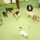 Business 97 image K-9 CABIN Pets & Animals in Manchester Gr