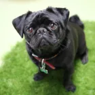 Business 99 image K-9 CABIN Pets & Animals in Manchester Gr