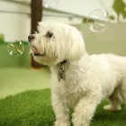 Business 100 image K-9 CABIN Pets & Animals in Manchester Gr