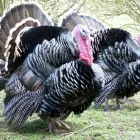 Business 1 image KILMAURS CONVENIENCE STORE & POST OFFICE Grocers & Convenience Stores in Kilmarnock Ay