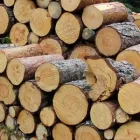 Business 1 image KINGS TREE SERVICES Tree Services in Hockley Es