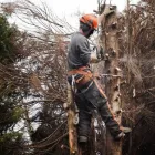 Business 3 image KINGS TREE SERVICES Tree Services in Hockley Es