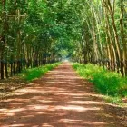 Business 4 image KINGS TREE SERVICES Tree Services in Hockley Es