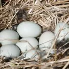 Business 1 image KINGSLEY SCARROTT & CO Financial Advisers in Newbury Be