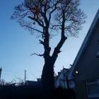 Business 67 image KLR TREE SURGEONS Woodworking in Irvine Ay