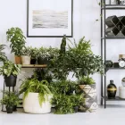 Business 1 image LEAFY Wholesale Plant Nurseries in Leigh-On-Sea Es