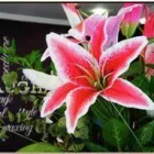 Business 1 image LIVE LAUGH LOVE BY THE SEA Hairdressers in Edinburgh Mi