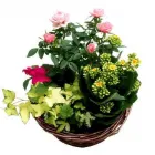 Business 14 image MAKO SHARPENING SERVICES Saw Suppliers & Services in Newry Co