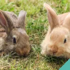 Business 3 image MAVEN VETS Pet Services in Sutton Su