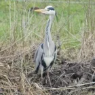 Business 2 image MERIDIAN HOLISTIC THERAPY Complementary Therapies in Solihull We