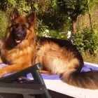 Business 4 image MING'S GARDEN Takeaway Food in Leicester Le