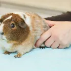 Business 2 image MINIGHTVET BARNSTAPLE Veterinary Services in Barnstaple De