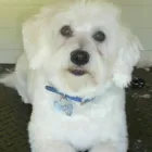 Business 1 image MOLLYCODDLE Dog & Cat Grooming in Hockley Es