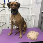 Business 1 image MR B & CO DOG GROOMING Pets & Animals in Wrexham Cl