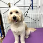 Business 2 image MR B & CO DOG GROOMING Pets & Animals in Wrexham Cl