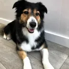 Business 3 image MR B & CO DOG GROOMING Pets & Animals in Wrexham Cl