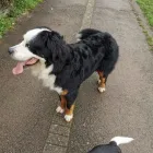 Business 4 image MUDDY PAWS Pets & Animals in Worcester Wo