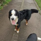 Business 5 image MUDDY PAWS Pets & Animals in Worcester Wo