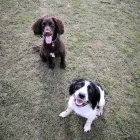Business 8 image MUDDY PAWS Pets & Animals in Worcester Wo